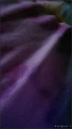 razbryreefs would you wake me up to your face in my ass cheeks waitin 3282962026 ( 5.8 MB )